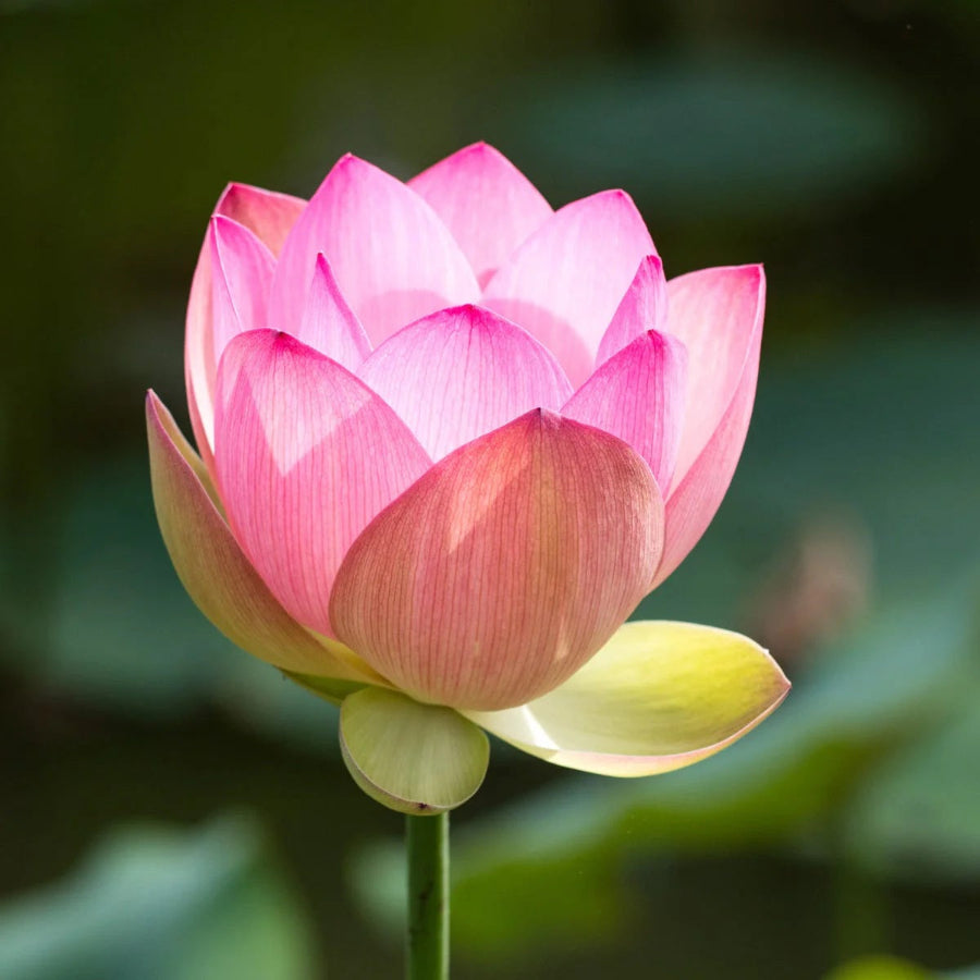 Camellia & Pink Lotus (Kyoto in Bloom Type) Fragrance Oil