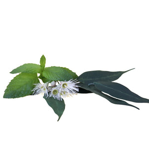 Sinus Relief Fragrance Oil