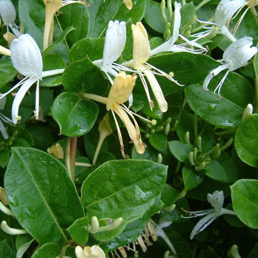 Japanese Honeysuckle Fragrance Oil