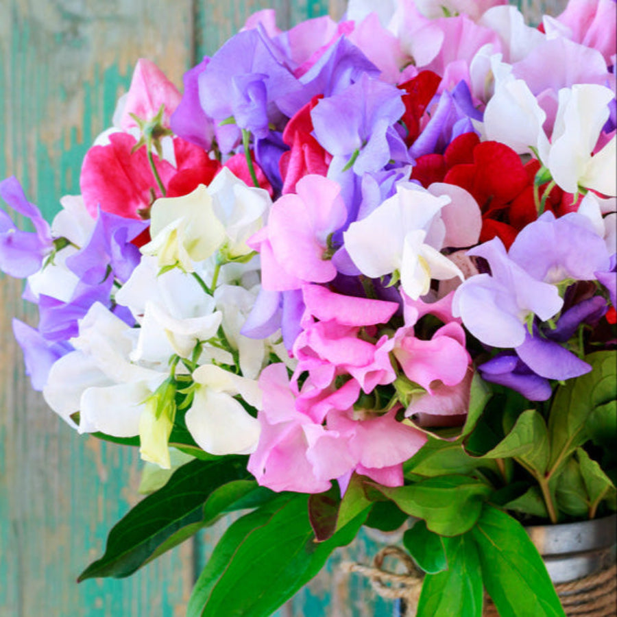 Sweet Pea & Jasmine Fragrance Oil
