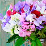 Sweet Pea & Jasmine Fragrance Oil