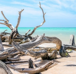Sea Salt & Driftwood Fragrance Oil