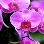 Canopy Orchid Fragrance Oil