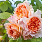 David Austin Rose Fragrance Oil