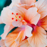 Aloha Hibiscus Fragrance Oil